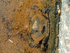 Pseudothelphusidae