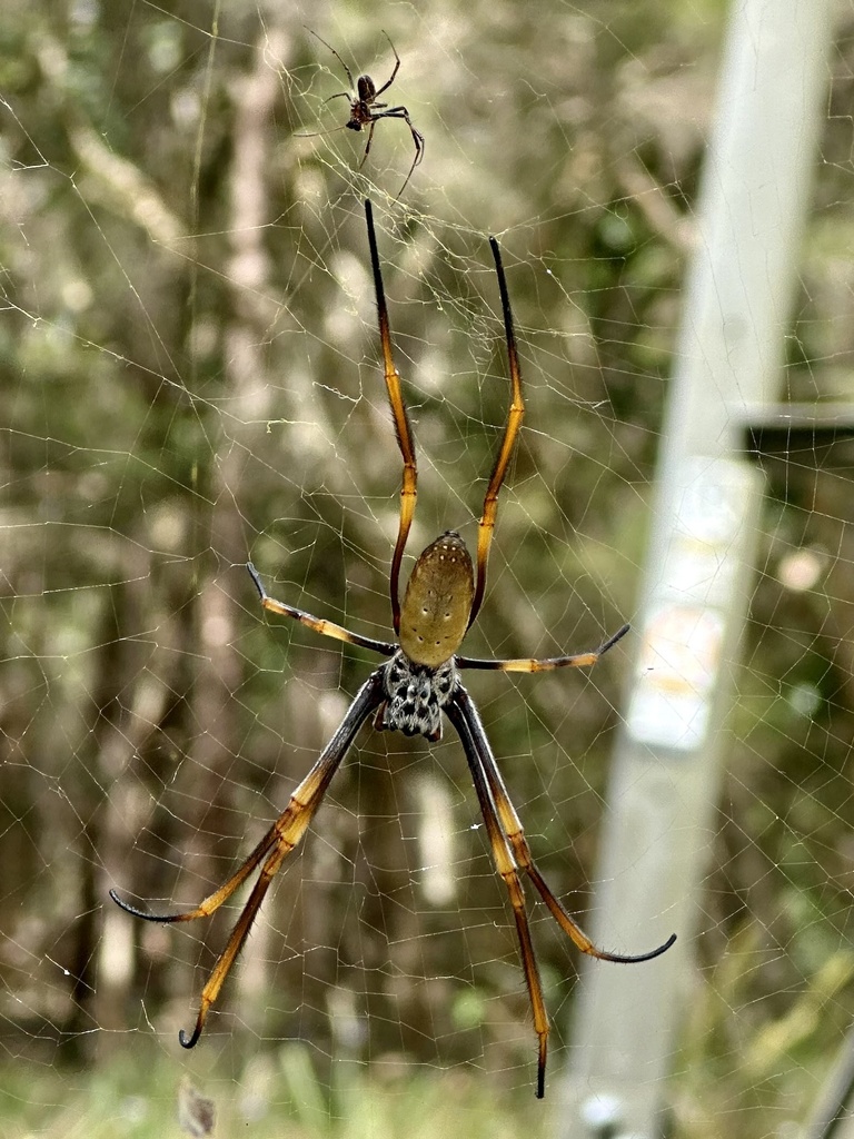 Tiger Spider from Karawatha Forest Park Area, Karawatha, QLD, AU on ...