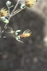 Pteronia incana