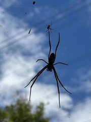 Trichonephila plumipes