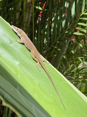 Anolis porcatus