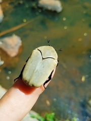 Hologymnetis cinerea