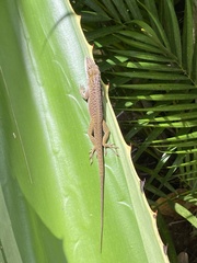 Anolis porcatus