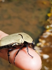 Hologymnetis cinerea