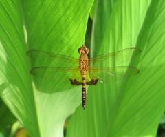 Hydrobasileus croceus