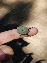 Hologymnetis cinerea