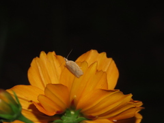 Clepsis coriacanus