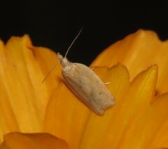 Clepsis coriacanus
