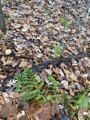 Dryopteris intermedia