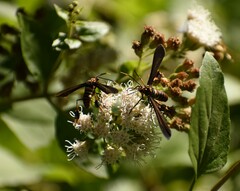 Horama panthalon texana