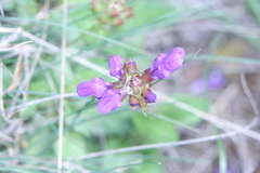 Prunella grandiflora
