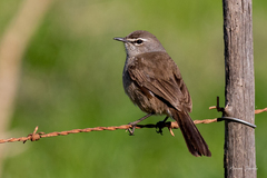 Cercotrichas coryphoeus