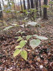 Viburnum setigerum