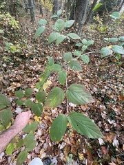 Viburnum setigerum