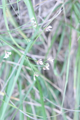 Asperula cynanchica