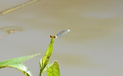 Pseudagrion rubriceps
