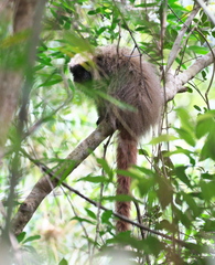 Callicebus nigrifrons