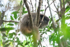 Callicebus nigrifrons