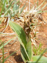 Chlorophytum trichophlebium