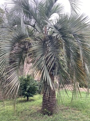 Butia eriospatha
