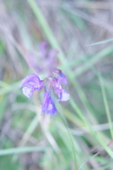 Salvia pratensis