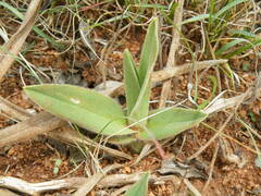 Chlorophytum trichophlebium