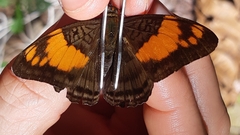 Adelpha mesentina