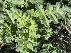 Phacelia ramosissima