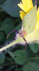 Misumenoides
