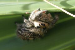 Phidippus regius