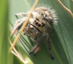 Phidippus regius