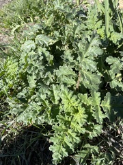 Phacelia ramosissima