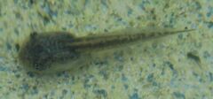 Osteopilus septentrionalis