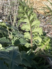 Phacelia ramosissima