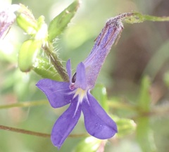 Lobelia neglecta