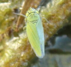 Draeculacephala inscripta