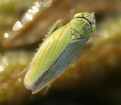 Draeculacephala inscripta