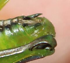 Aptenopedes sphenarioides