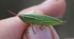 Aptenopedes sphenarioides