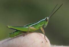 Aptenopedes sphenarioides