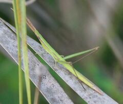 Achurum carinatum
