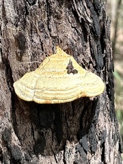 Laetiporus portentosus