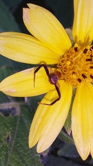 Misumenoides