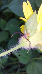 Misumenoides