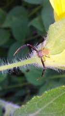 Misumenoides