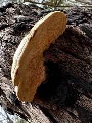 Laetiporus portentosus