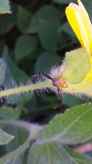 Misumenoides
