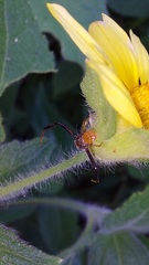Misumenoides