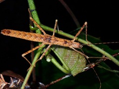 Asceles margaritatus kinabaluensis