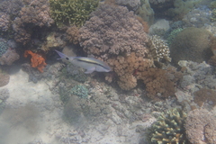 Parupeneus barberinus